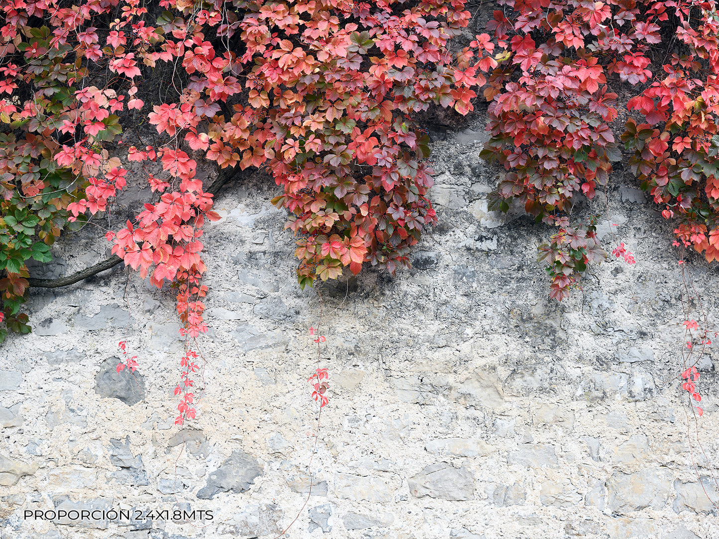 Naturaleza - Plantas #11