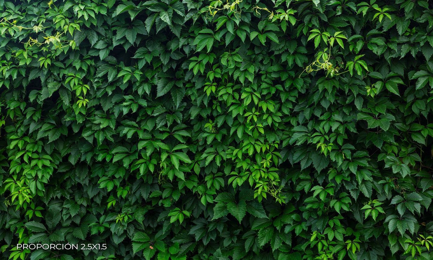 Naturaleza - Plantas #2