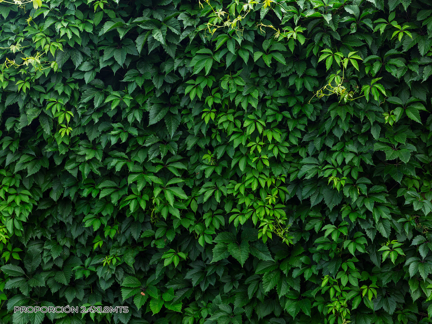 Naturaleza - Plantas #2