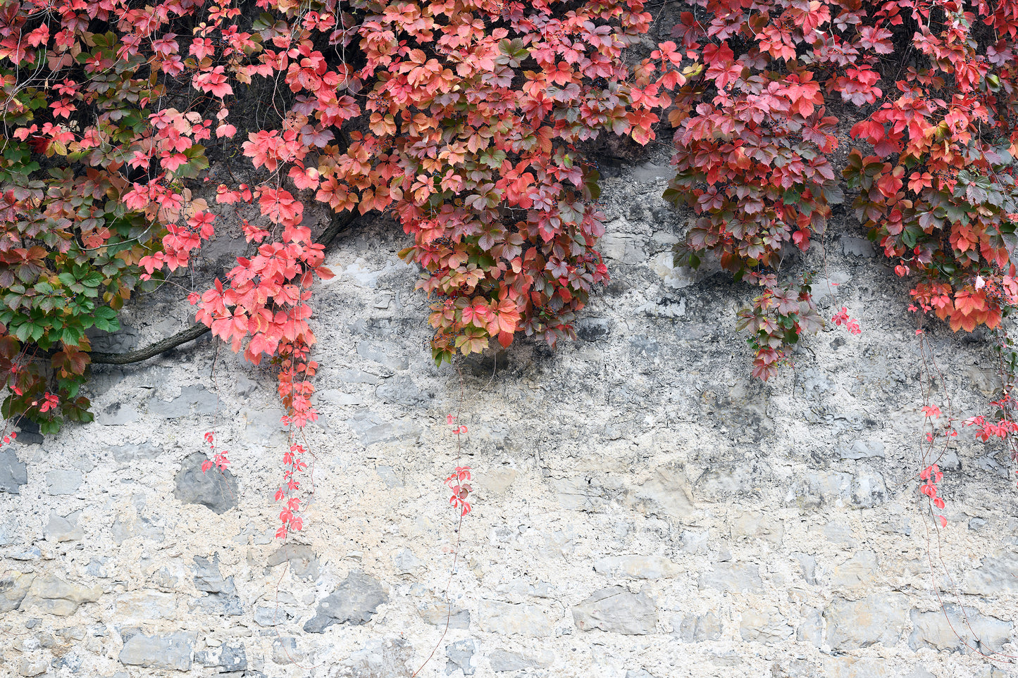 Naturaleza - Plantas #11