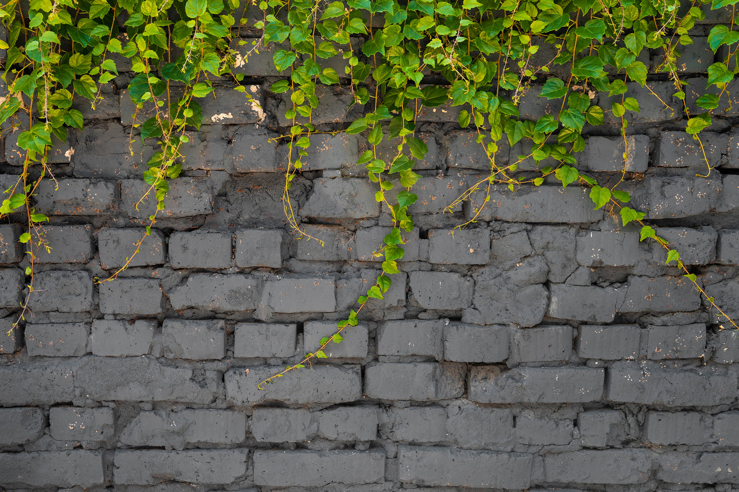 Pared - Naturaleza #6