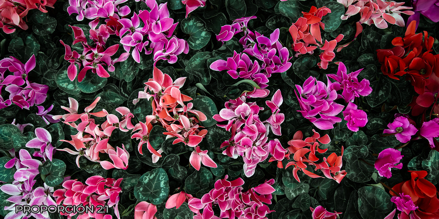 Naturaleza - Floral #31