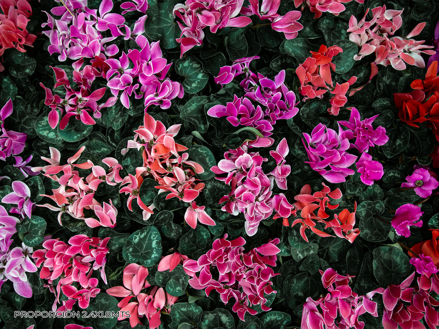 Naturaleza - Floral #31