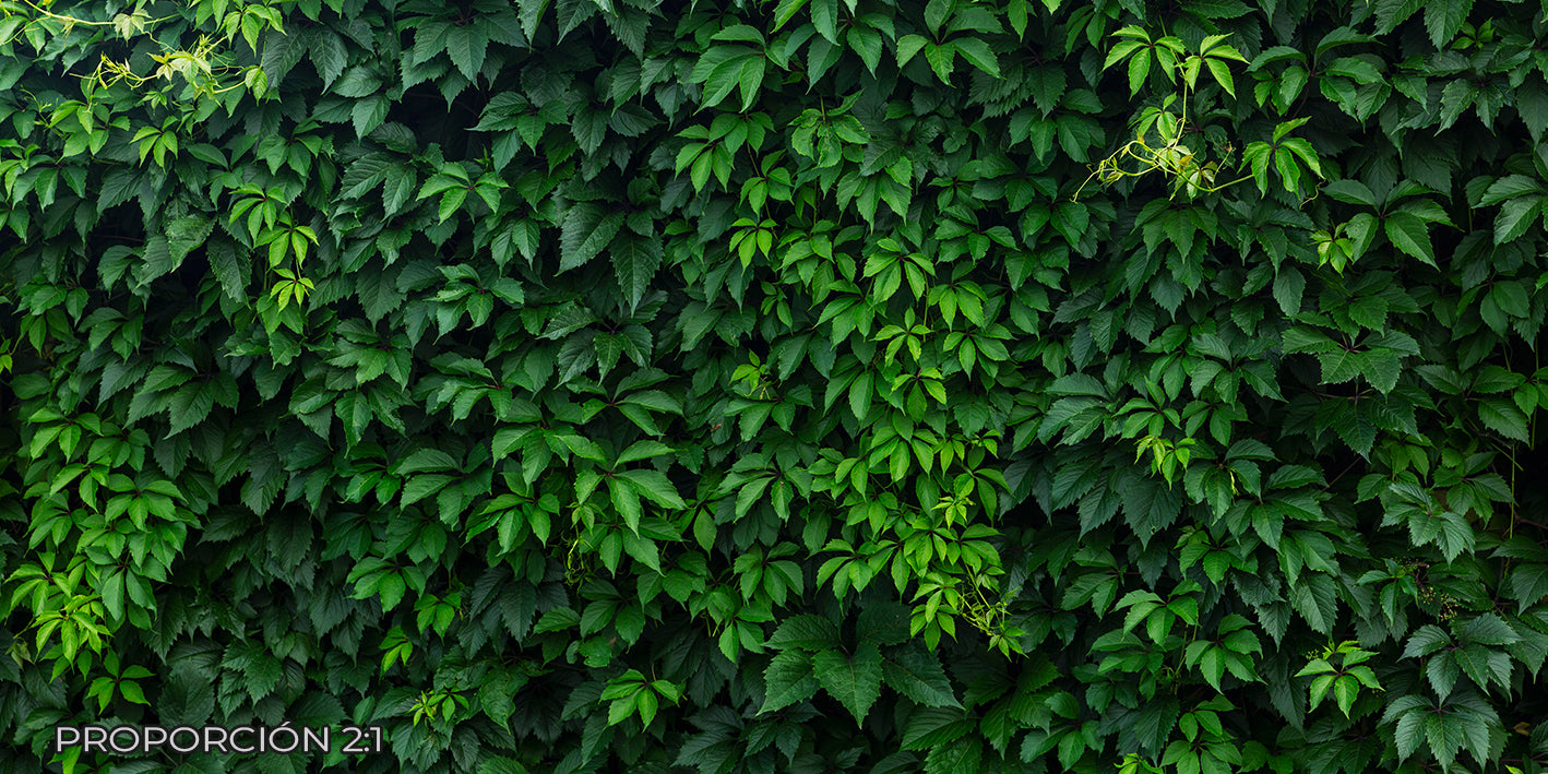 Naturaleza - Plantas #2