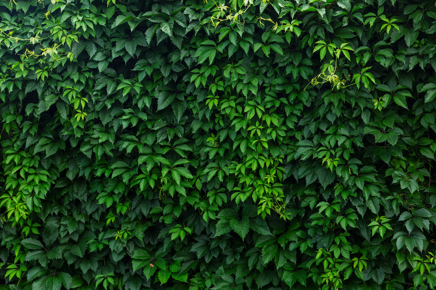 Naturaleza - Plantas #2