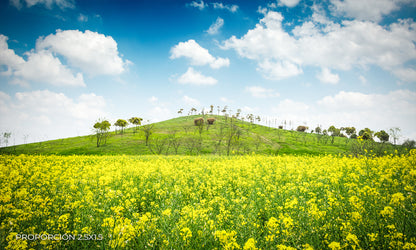 Paisaje - Campo #10