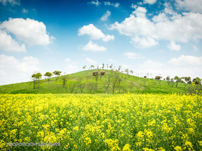 Paisaje - Campo #10