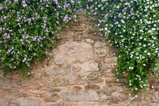 Pared - Naturaleza #4