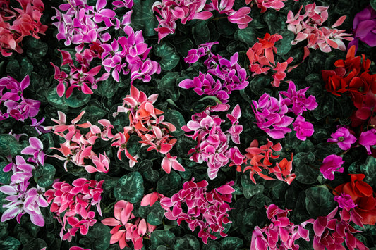 Naturaleza - Floral #31