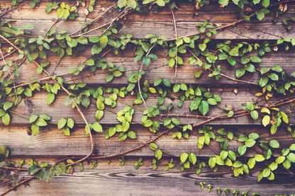 fondo para fotografia enredaderas naturaleza madera