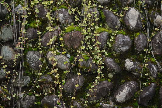 Pared - Naturaleza #9