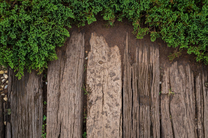 Pared - Naturaleza #11